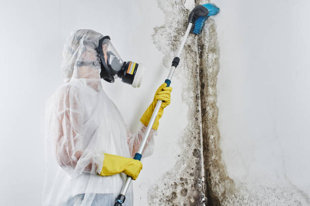 Best Crawl Space Mold Removal  in The Meadows, FL