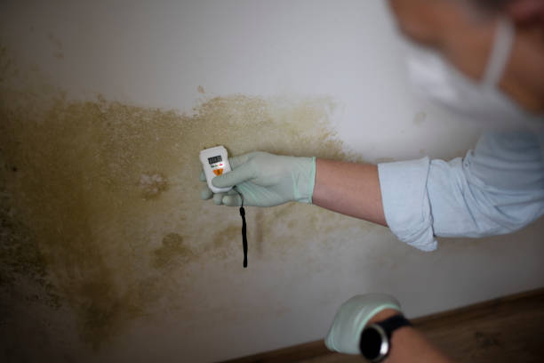 Best Commercial Mold Removal  in The Meadows, FL