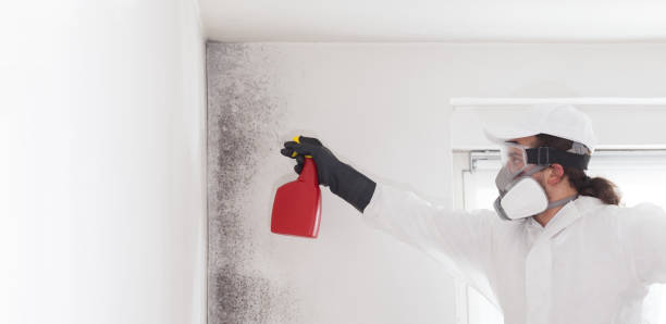 Best Mold Remediation  in The Meadows, FL