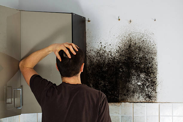 Best Office Mold Removal Services  in The Meadows, FL