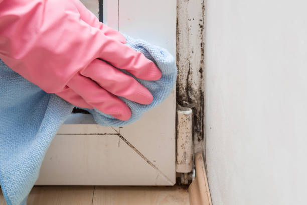 Best Crawl Space Mold Removal  in The Meadows, FL