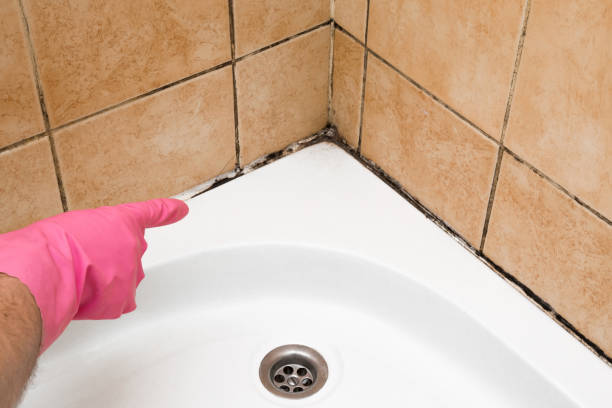 Best Fast Mold Removal  in The Meadows, FL