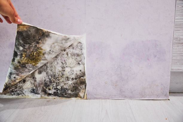 Crawl Space Mold Removal in The Meadows, FL